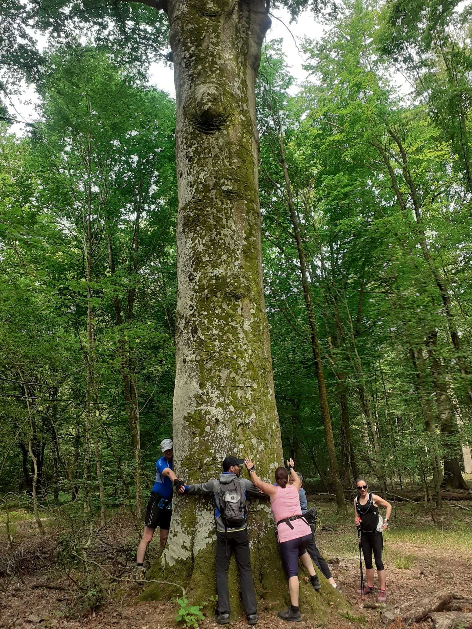 Hetre du cerf 2 